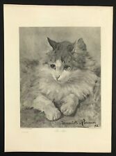 Cat sir john for sale  BOURNE END