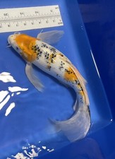 tancho koi d'occasion tancho koi d'occasion Expédié en Belgium