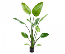 Strelitzia palm artificial for sale  USA