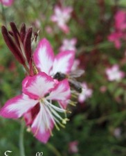 Gaura lindheimeri purple d'occasion  Metz-