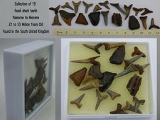 Prehistoric fossil shark for sale  CIRENCESTER
