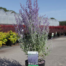 Compact russian sage for sale  IPSWICH