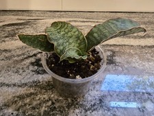 Sansevieria dracaena kirkii for sale  Mission