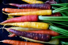 Rainbow Mix Marchew - 100+ nasion - KOLOROWA i DROBNA! R 011 na sprzedaż  Wysyłka do Poland