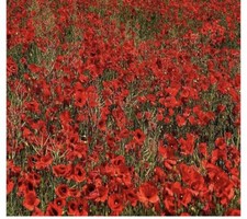 Poppy seeds giant for sale  TILBURY