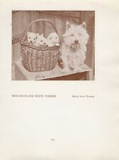 WEST HIGHLAND WHITE WESTIE TERRIER ANTIGO VINTAGE 1934 NOMEADO CÃO SÉPIA PÁGINA DE IMPRESSÃO comprar usado  Enviando para Brazil