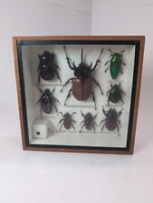 Real insect bug for sale  Boerne