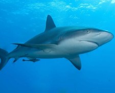 Shark 8x10 glossy for sale  Eau Claire