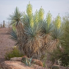 Yucca rigida blue for sale  Redmond