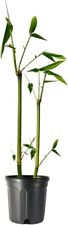 Giant timber bamboo for sale  USA