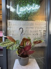 Maranta fascinator tricolour for sale  ALDERLEY EDGE