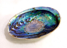 Abalone shell paua for sale  GRAVESEND