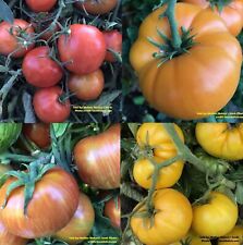 Tomato dwarf rainbow for sale  Sevierville