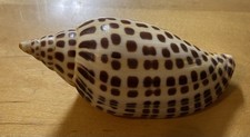 Junonia scaphella shell for sale  Littleton