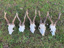 Real roe deer for sale  UK