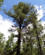 Pinus leiophylla seeds usato  Napoli