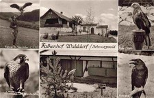 Falknerei falke falcon gebraucht kaufen  Deutschland
