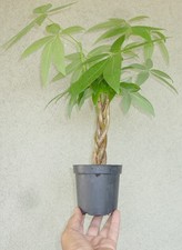 Braided pachira money for sale  Rosemead