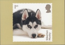 Great britain siberian for sale  Astoria