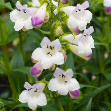 Penstemon harlequin lilac for sale  UK