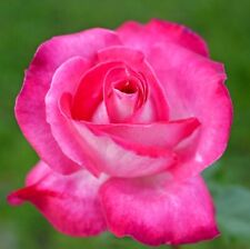 Rose bush gaujard for sale  GLASGOW