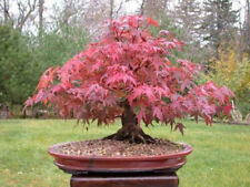 Acer palmatum atropurpureum usato  Torino