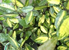 Elaeagnus pungens maculata gebraucht kaufen  Zetel