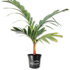 Orange crownshaft palm for sale  USA