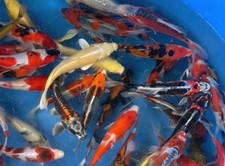 show koi for sale show koi for sale Lakeland
