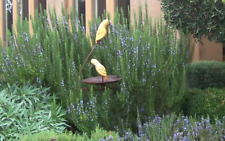 Organic rosemary tuscan for sale  Milford