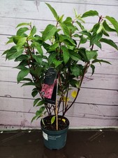 Hydrangea paniculata living for sale  HARLOW