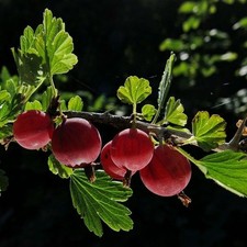 Gooseberry hinnonmaki red for sale  SOUTHAMPTON