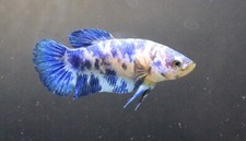 Cartel de raza Betta vivo de lujo con punto de mármol azul para mascota niña de grado premium segunda mano  Embacar hacia Mexico