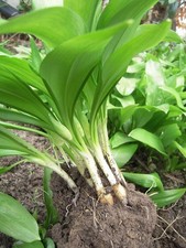 Bärlauch zwiebeln pflanzen gebraucht kaufen Bärlauch zwiebeln pflanzen gebraucht kaufen  Grevenbroich