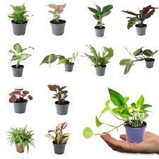 Mini indoor plant for sale  GLASGOW