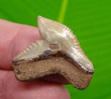 1.20 fossil tiger for sale  Bradenton