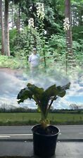 Cardiocrinum giganteum summer for sale  ALFRETON
