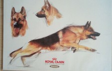 hunde royal canin gebraucht kaufen hunde royal canin gebraucht kaufen Reppenstedt