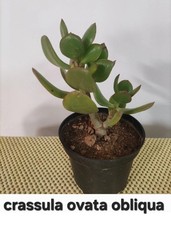 Crassula ovata obliqua usato  Lentini