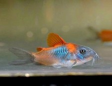 Orange venezuelan corydora for sale  Apex