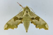 Mimas tiliae sphingidae for sale  Shipping to United Kingdom