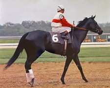 Champion racehorse ruffian for sale  Victoria
