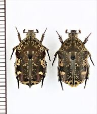 Cetoniinae:Protaetia fusca 1 par JAPÃO (Ishigaki Is.) , A1, desmontado, usado comprar usado  Enviando para Brazil