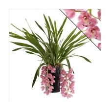 Lsrge beautiful cymbidium for sale  SOUTHAMPTON