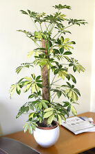 Indoor schefflera variegata for sale  DERBY