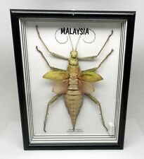 Real framed heteropteryx for sale  Rockford