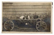 1910s pet guinea for sale  Irwin