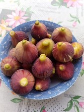 Bourjassotte grise fig d'occasion  Expédié en Belgium