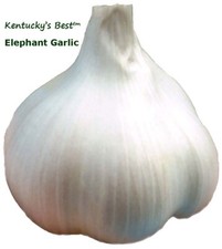 Elephant garlic bulbs for sale  Salvisa