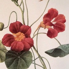 Redoute flowers capucine for sale  Sahuarita